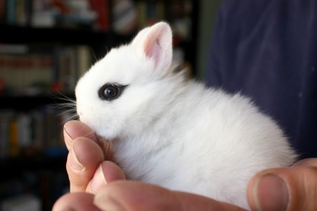 самая милая порода кроликов